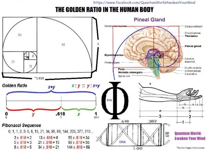 WHAT IS THE GOLDEN RATIO? Quantum World Awaken Your Mind