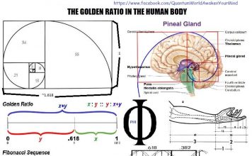 WHAT IS THE GOLDEN RATIO?