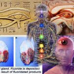 pineal-gland