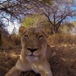 Man-Tries-to-Hug-a-Wild-Lion-You-Wont-Believe-What-Happens-Next-2