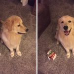 before-after-called-good-boy-10