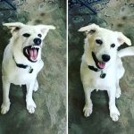 before-after-called-good-boy-110