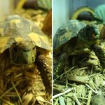 before-after-called-good-boy-18-5860cd932034c__700