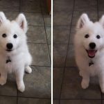 before-after-called-good-boy-2