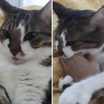 before-after-called-good-boy-23-5860d1a0e8e2b__700