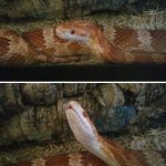 before-after-called-good-boy-24-5860d1a309e13__700