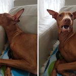 before-after-called-good-boy-30-5860d7fd6691d__700