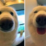 before-after-called-good-boy11