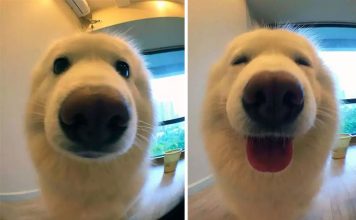 Pics Of Animals Before & After Being Called A Good Boy
