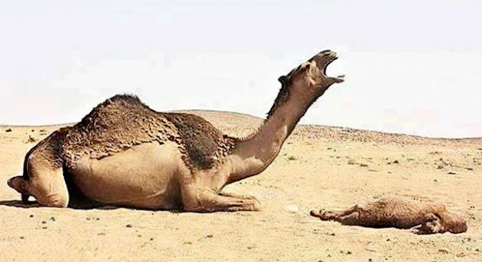 camel-crying1