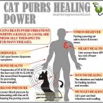 cat-purr