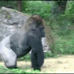 gorilla-walks