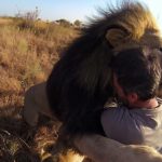 lion-hug-1024×576