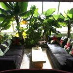 phoca_thumb_l_living_phoenix_plants_web-625×416