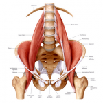 psoas