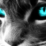 spiritual-cat-2-1024×510