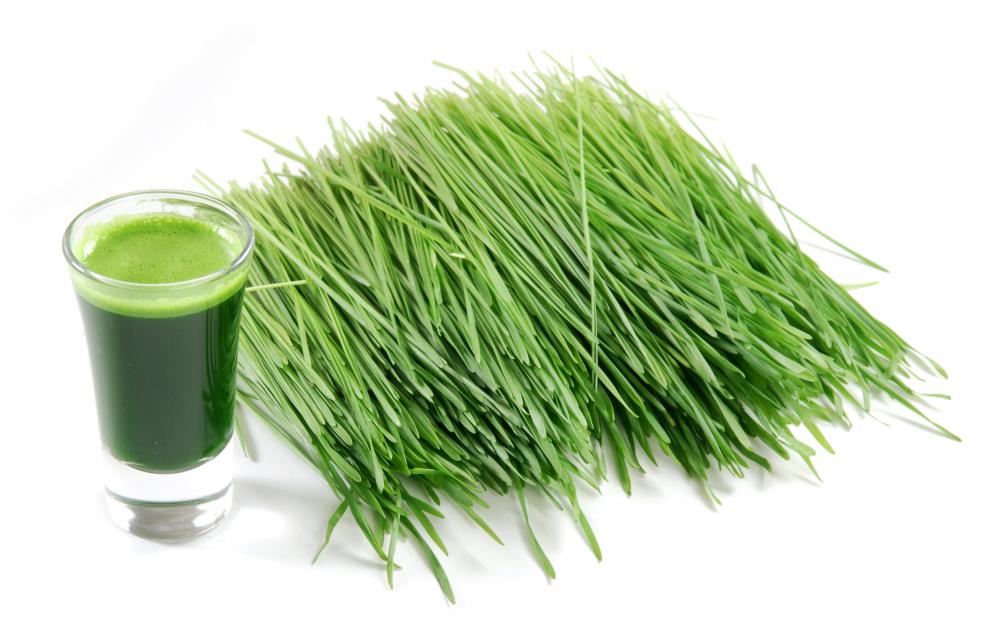 Wheatgrass Turns Gray Hair Back to Its Natural Color!