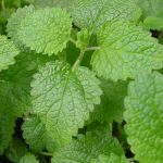 lemon-balm-1024×699