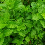 mint-leaves