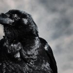 raven_bird_black_126635_3840x2160