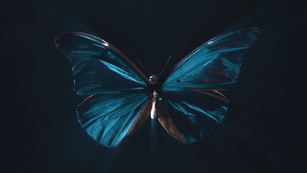 The Amazing Butterfly Effect